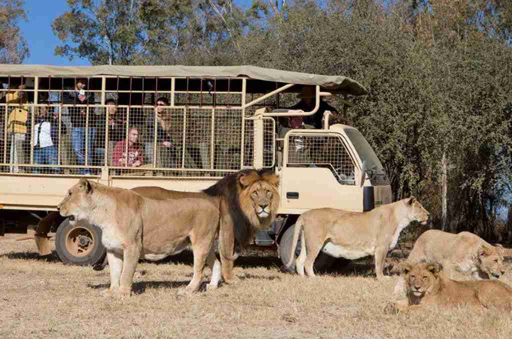 Lion & Safari Park