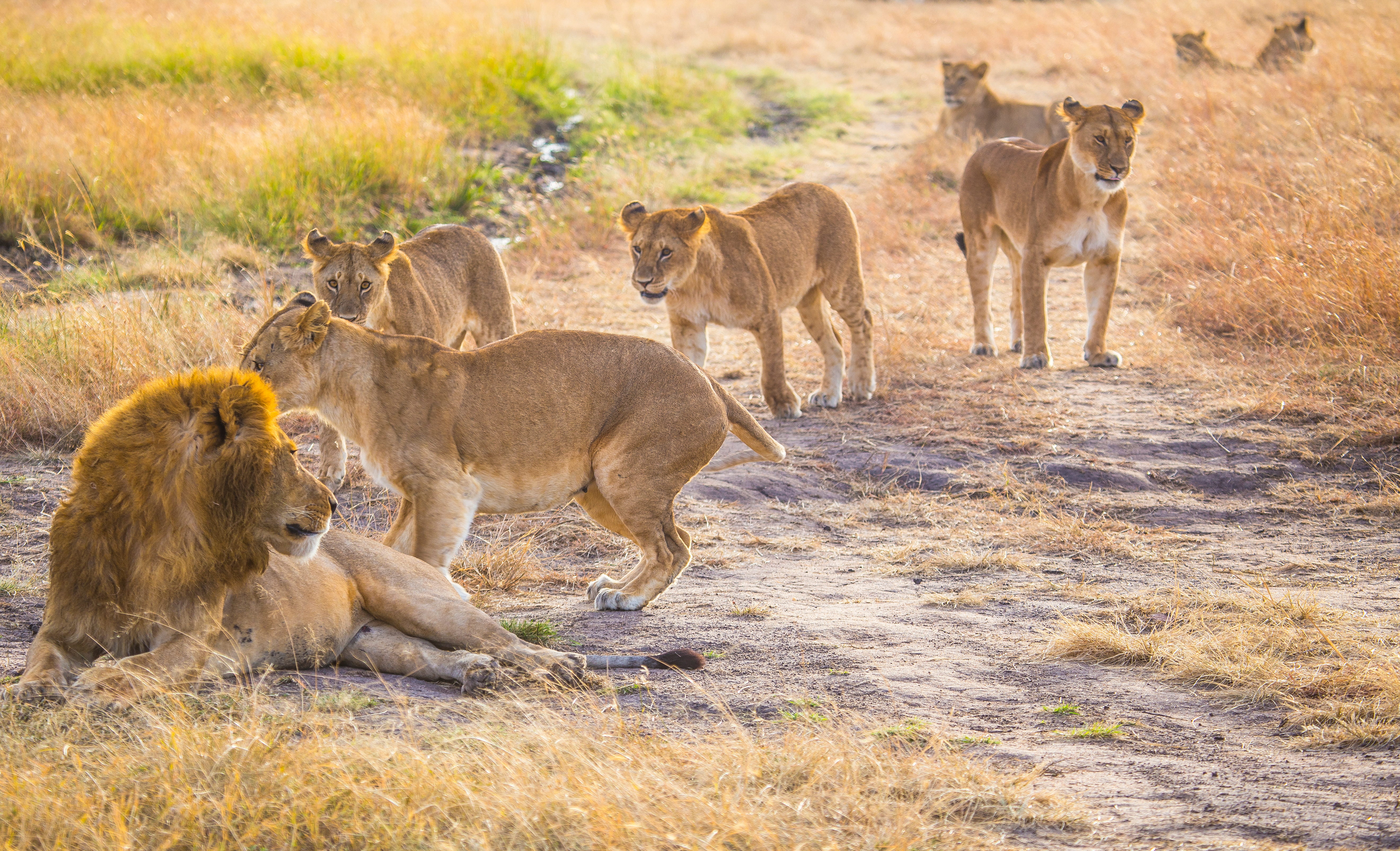 Safari with lions in the Masai Mara
